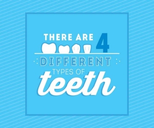 four different types of teeth