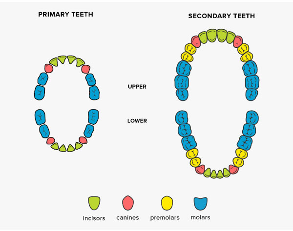 four types of teeth